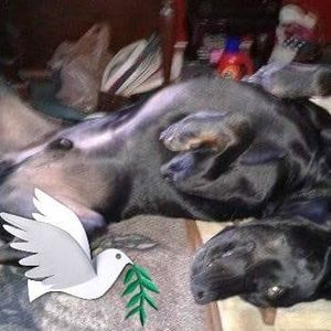 Meet your Posher, Dave